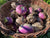 Saure Rüben 1 kg